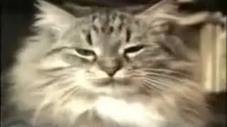 Песня кис кис котики пушистые животики Котоподборка