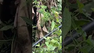 Wild Ampalaya #shorts
