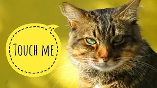 || 🐈Cats || Cute Kittens❤️ || Cat lovers ❤️ Mind relaxing videos😘️ || No copywrite ||