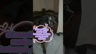 mereka slalu hadir di kosan kucil ku 