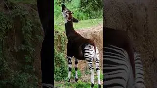 Okapi: The Planet's Weirdest Animal