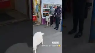 По улицам козлов водили