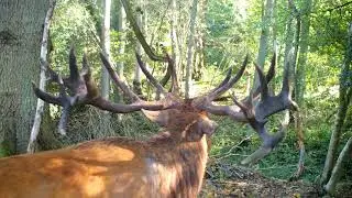The LOUDEST Red Stag Roar Ever!!! 😮🦌