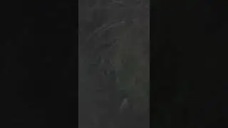 Duck Watching baby duck edition 12