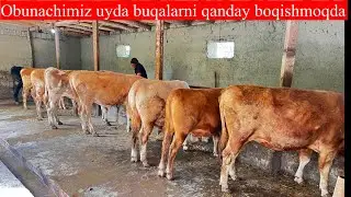 Uy sharoitida boqilyotgan nasildor buqalar qanday +998990499275