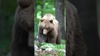 bear in nature