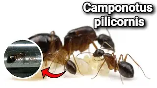 ОБЗОР МУРАВЬЁВ Camponotus pilicornis