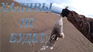 ОХОТА НА ЗАЙЦА!ХОРОШИЙ БЕЛЯК!