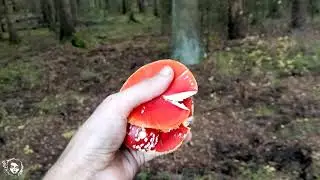 За грибами для настойки на мотособаке. #ГрибнойСезон 2021 года. 02 октября | Лесной дух