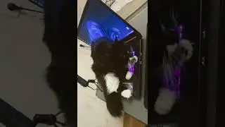#shorts кот