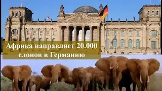 Обвал рынка слоновой кости. Полный запрет на торговлю.