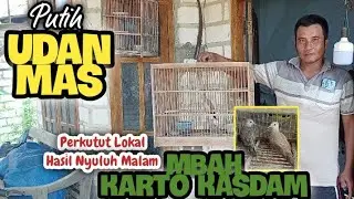Mbah Karto Kasdam Nyuluh Perkutut Lokal dapat Putih UDAN MAS Supeeer istimewa dari Bumi Bancar Tuban