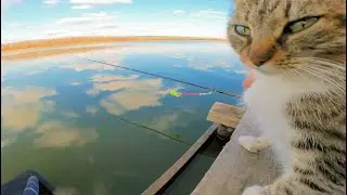 РЯТУЕМО КОТИКІВ ВОДА ВІДІЙШЛА