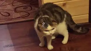 Кот думает под задумчивую музыку