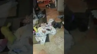 Puppy Yorkie playing tug a war with toy dog