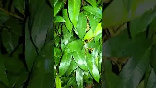 NATURE VIDEOGRAPHY #5  #nature #viralvideo