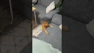 Hyper aktif nih bocah #shorts #catlover #cat