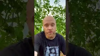 Помидоры скоро созреют🫵🏻