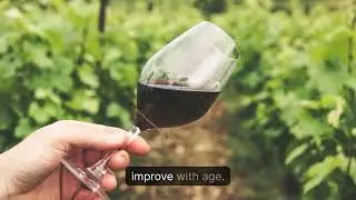 How Wine Ages & Improves | Wine Guardian