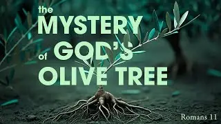 10/06/2024   The Mystery of God's Olive Tree