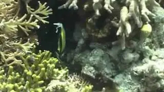 Human Impacts on Coral Reefs
