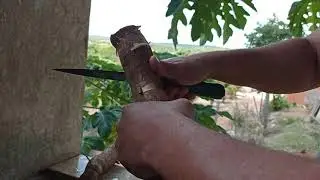 Como descascar mandioca/macacheira