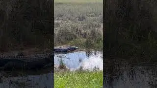 American Alligator at Everglades National Park