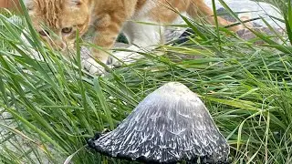 猫和墨汁蘑菇