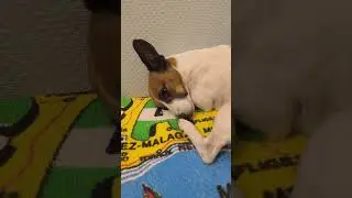 #джекрасселтерьер грустит