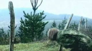 Teaser MALEKOON