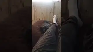 Bunny Flops