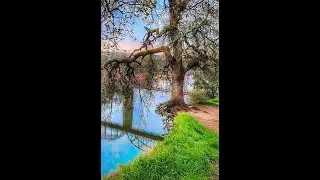 The Tenacious Tree of Fair Oaks