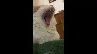 my cat yawning for like 2 minutes