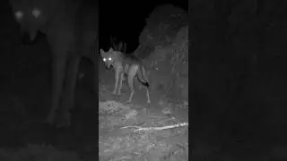 MUHTEŞEM 2 KURT! #kurt #youtubeshorts #wildlife #keşfet #wolf #alfa #kangal #greywolf #youtube