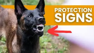 Signs Your Dog Is Protecting You
