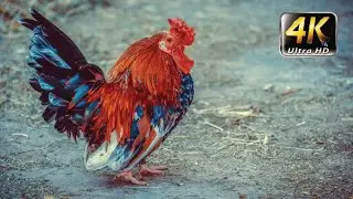 Ultimate Farm Animals Around The World Collection in (4K 60FPS ULTRA HD)