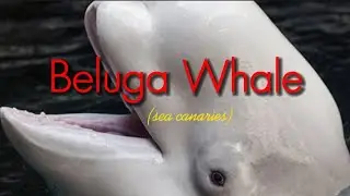 The Beluga Whale | Fun Facts, Behaviours, and More | On Nature