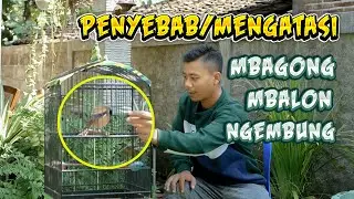 Penyebab dan Cara Mengatasi Cendet Ngembung Atau Ngebal