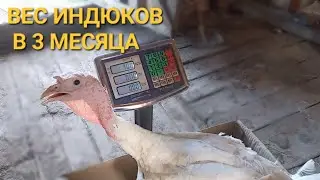 Сколько весят ИНДЮКИ Биг-6 в 3 месяца? Давайте узнаем!