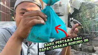 Wow… Anak kutilang ini harganya 7 kali lipat lebih mahal dari anak kutilang biasa 🤩🤩🤩