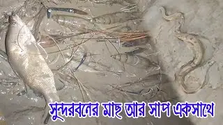সুন্দরবনে মাছ ধরতে গিয়ে আবারো সাপ এর সামনে পরলাম ! Golda Fishing in Sundarban | Adventure BD