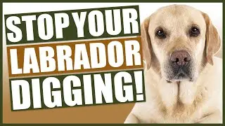 How To Stop Your LABRADOR DIGGING