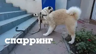Спарринг собак || Тоби и Мойша || Алексей Шевцов (itpedia, Jolygolf)