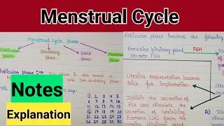Menstrual cycle | menstrual cycle class12 | menstrual cycle class 12 notes