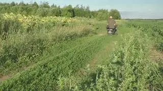 председатель на бричке
