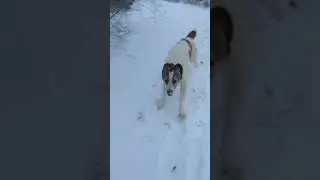 снег, алабай, радость, смех