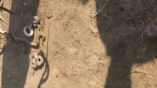 Multi Snakes in Mandi on Been to Give Enjoyment