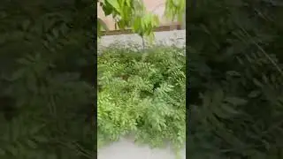 #savethebirds