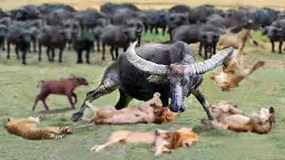 See What the World's Largest Buffalo Can Do