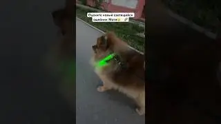 Отаковали СВЕТЛЯЧКИ😱🪼😳🙈 